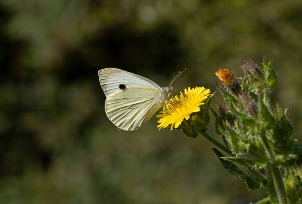 istock Large White Butterfly  Pieris brassicae 1358556368