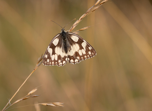 A beautifully detailed butterfly with its Brown and creamy white markings can be seen from June-July and sometimes into August