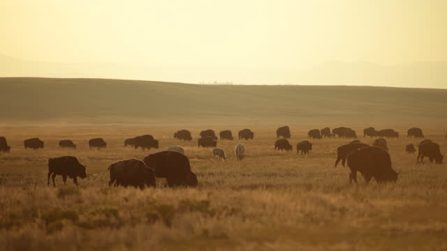 Herd of American Bisons Moving Along Colorado Prairie