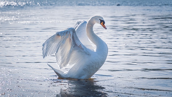 The swan of the ponds of Cergy, France