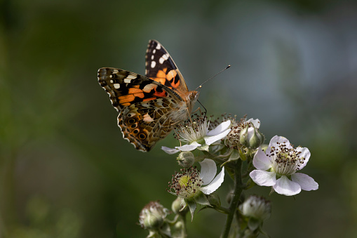 The Painted Lady is a long-distance migrant, which causes the most spectacular butterfly migrations observed in Britain and Ireland.