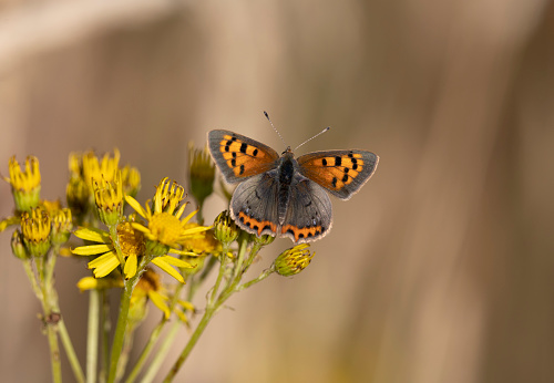 A Small Copper with open wings nectaring on flower head