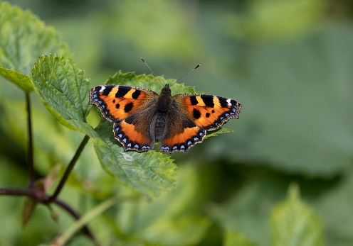 A beautifully coloured small tortoiseshell butterfly with open wings