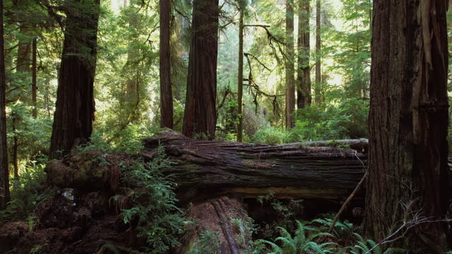 Northern California Ancient Redwood Forest.