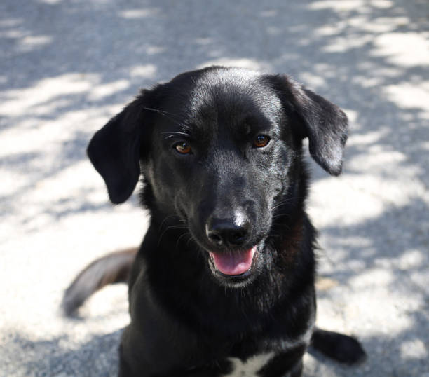 istock Close-Up Of cute Black Dog 1358557584