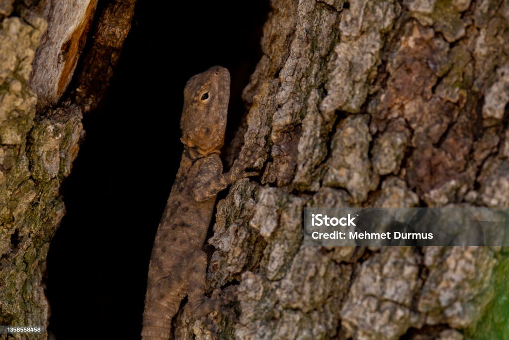 Lizard Behind Tree Lizard Standing Between Two Trees In Nature Environment Stock Photo ...