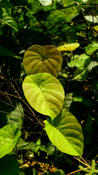 merremia peltata leaves mantangan plant or merremia peltata is a wild plant that is easy to grow in tropical climates. this vine has brightly colored young leaves and when it is old it is green. the bone structure of the leaves is pinnate. The locals used to use this plant to treat several ailments. peltata stock pictures, royalty-free photos & images