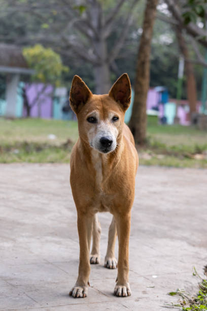 istock street dog looking 1358559276