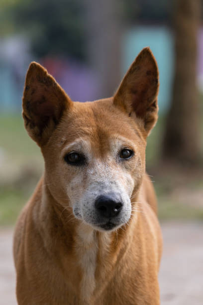 istock street dog looking 1358559282