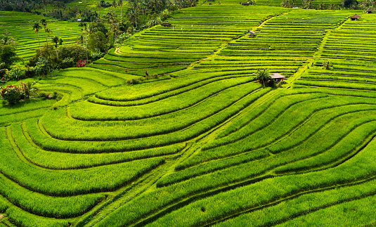 Green color as a background. Aerial view of rice terraces. Agricultural landscape from the air by drone. Rice terraces in the summer. Travel and vacation image.