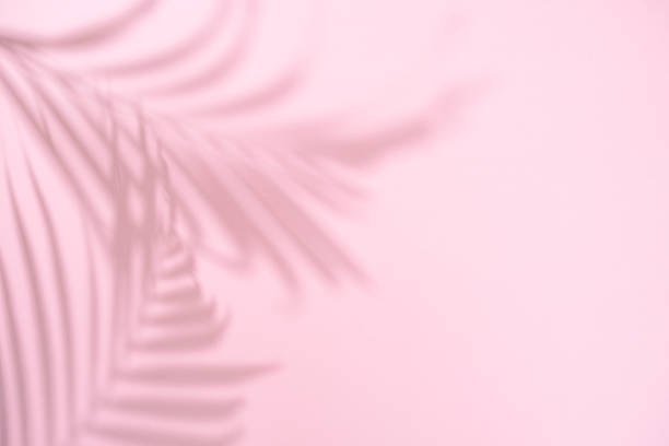 Palm leaf shadow on pastel pink background with copy space