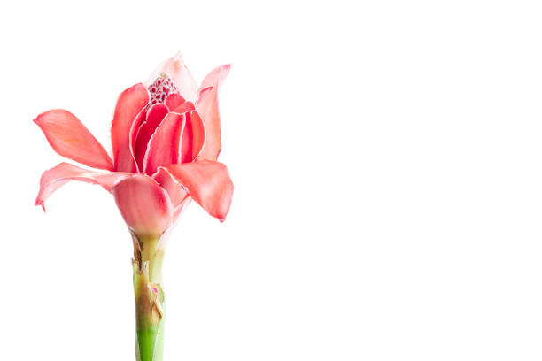 Tropical flower red torch ginger (Etlingera elatior or zingiberaceae), isolated on white background with copy space