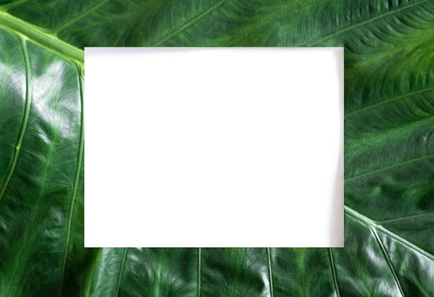 istock Summer tropical green leave background with blank white free space, top view 1358559696