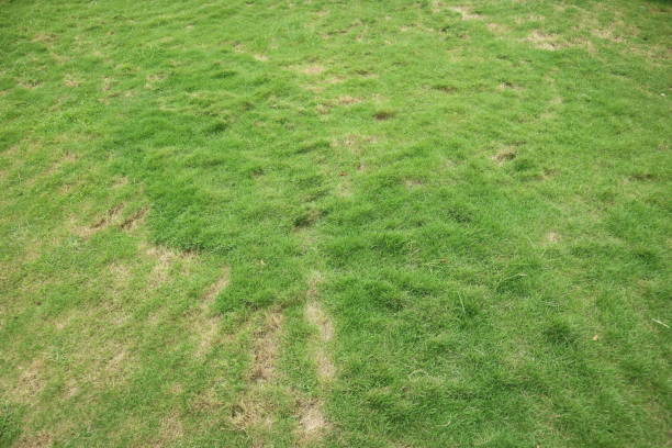 istock fresh green grass in a park 1358560255