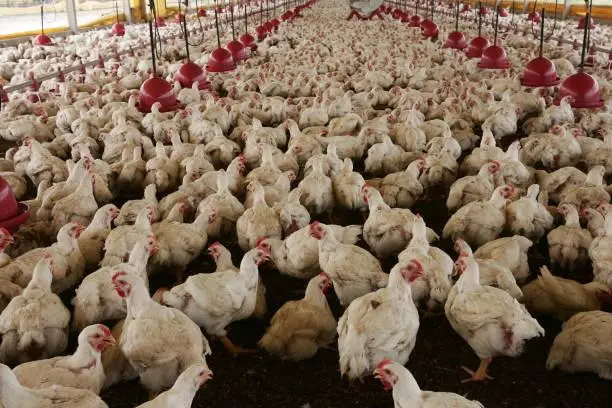 eunapolis, bahia, brazil - october 23, 2009: Chicken rearing on a farm farm in the city of Eunapolis.