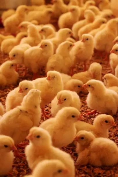 eunapolis, bahia, brazil - october 23, 2009: chicks on a chicken farm on a farm in the city of eunapolis.