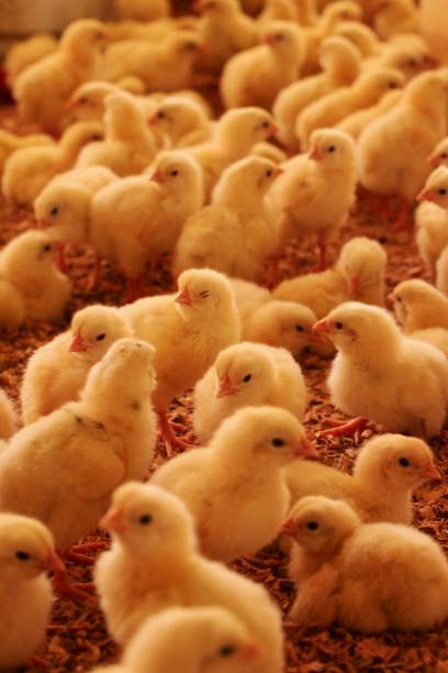 chicken breeding in bahia - broiler farm imagens e fotografias de stock