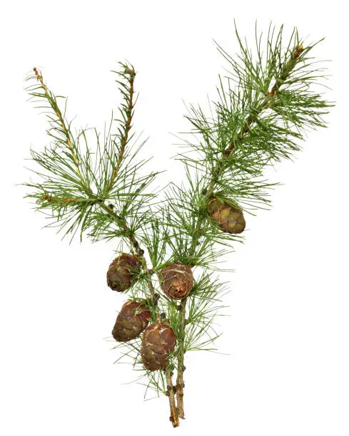 Larch branch with cones isolated on white background