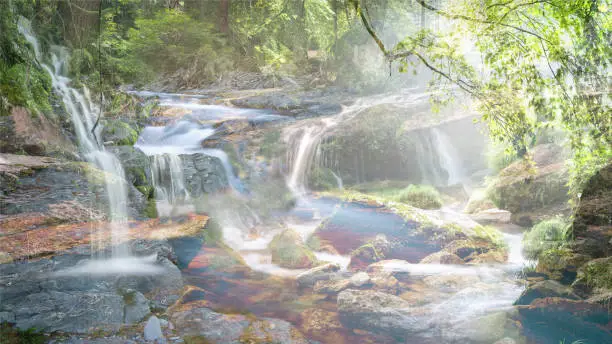 Many streams in the forest - beautiful picture landscape
