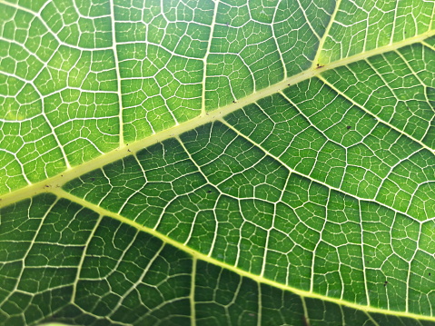 Papaya leaf fiber is bright green, in the sun