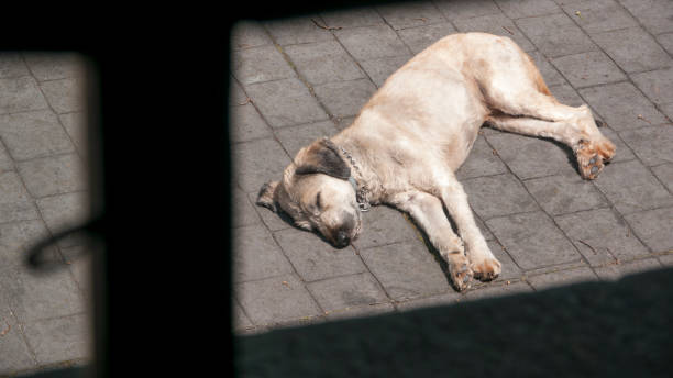 istock Shepherd dog lying in the sun 1358568074