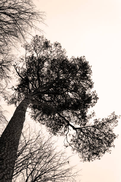 vue ascendante de l’arbre contre le ciel et des branches nues en hiver - bare tree tree single object loneliness photos et images de collection
