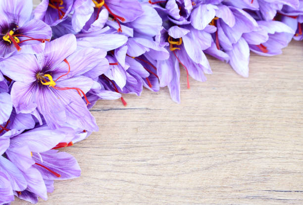 Crocus sativus, commonly known as saffron crocus on a wooden background. It is among the world's most costly spices by weight. In October, the saffron is usually perfect for harvesting. Flowers concept.