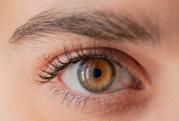 incredible close-up shot of a multicolored female eye. photo accompanied by eyebrows and eyelashes. the predominance of hazel eye color. a shot that does not show the entire face. macro shooting. - human eye eyebrow eyelash beauty imagens e fotografias de stock