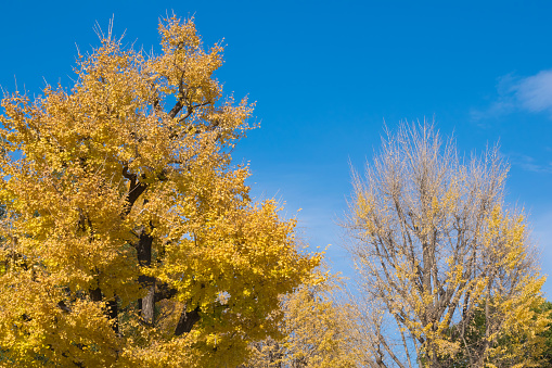 Ginkgo tree dyed yellow and blue sky