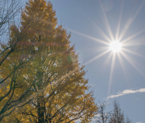 istock Ginkgo tree dyed yellow and blue sky 1358572456
