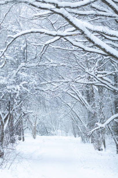 istock alley in the snow-covered forest 1358572510