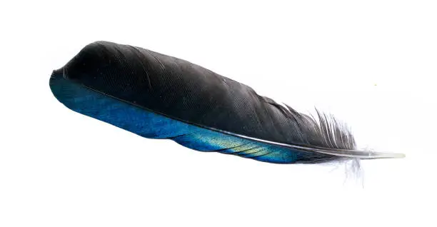 black and blue magpie feather on a white isolated background