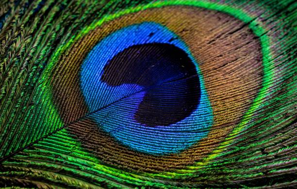 istock colorful feathers of a peacock. background or texture 1358573701