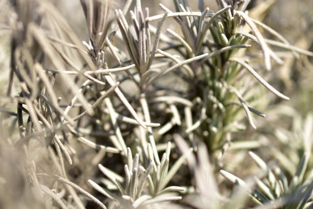 istock Branches of lavender growing in the garden 1358574570
