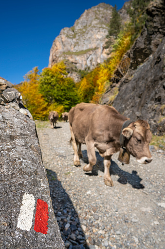 Beef cattle walking in Ordiso Valley of Bujaruelo in painted hiking signal at Ordesa of Huesca Spain