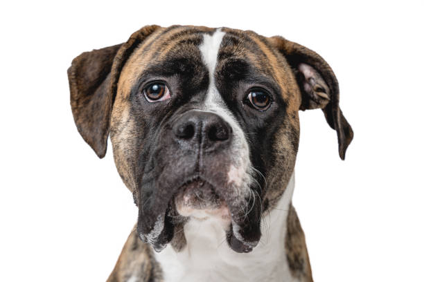 istock isolated image of a german boxer 1358574920