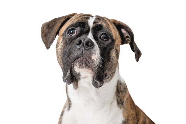 istock isolated image of a german boxer 1358574951