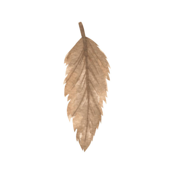 istock Boho watercolor brown feather clipart.  Illustration for invitations, earth colors, dream catcher 1358574974