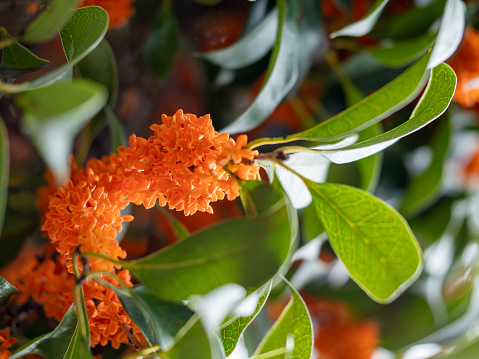 Autumn, close-up picture of blooming golden osmanthus