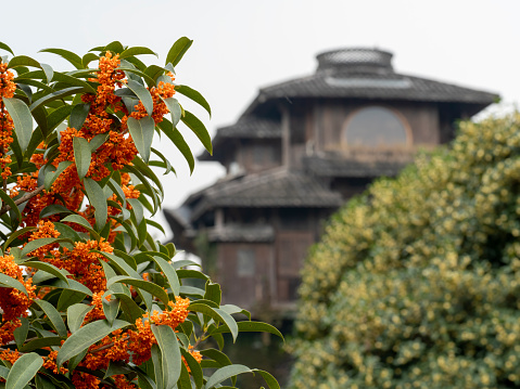 Persimmon fruits on tree against Chinese traditional building. Beijing, China