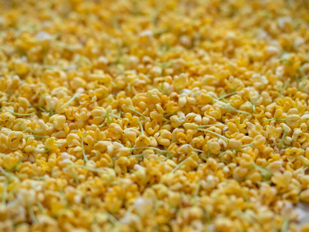 istock Osmanthus fragrans ready to be dried 1358576034