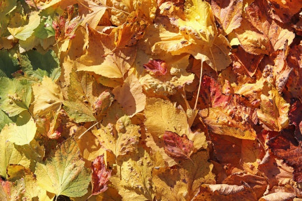 istock Composition de feuilles mortes - Composition of fallen leaves. 1358576076