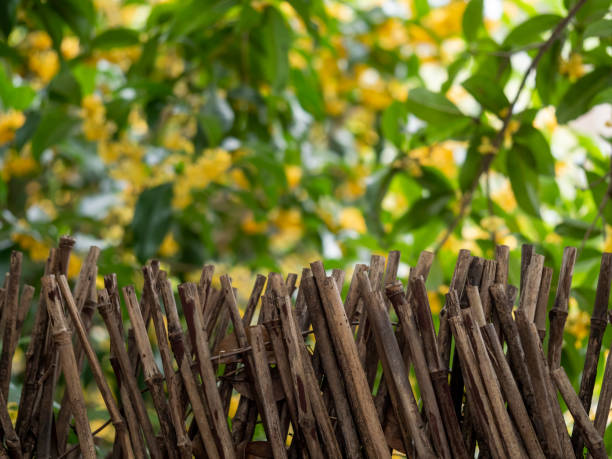 istock Osmanthus tree blooming behind bamboo fence 1358576085