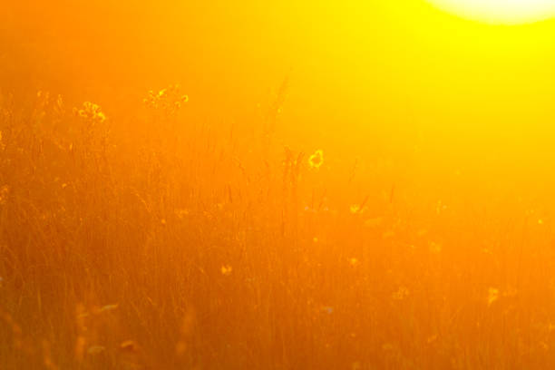 Plants in the meadow. Beautiful warm sunlight