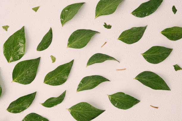istock Wet green leaves arranged diagonally symbolizing wind force on a white background. 1358578842