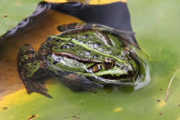 Pelophylax is a genus of true frogs widespread in Eurasia, with a few species ranging into northern Africa