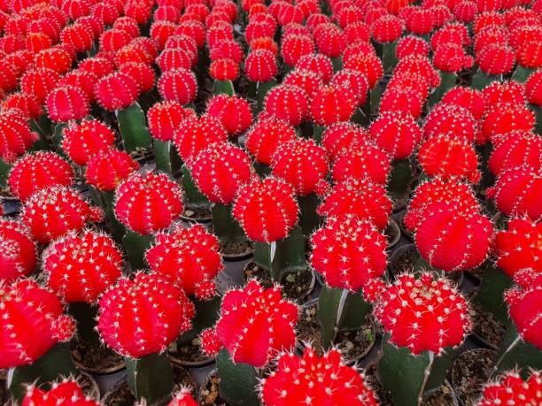 istock Gymnocalycium mihanovichii f. variegata is a beautiful multicolored cactus 1358580968