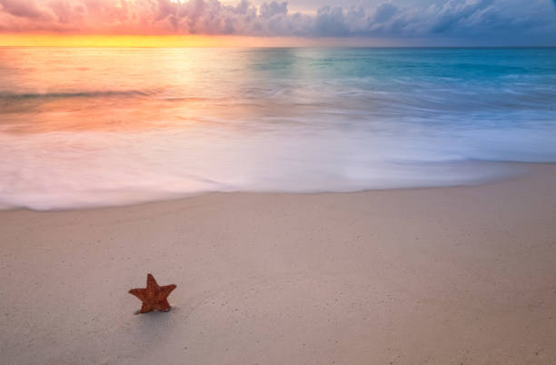 istock Tropical beach with star fish in sand 1358581299