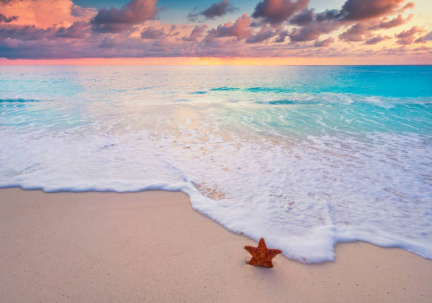 istock star fish on sandy beach with sunset 1358581303