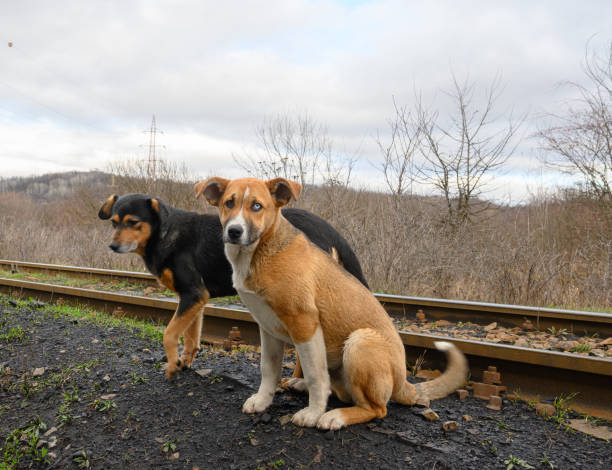 Two abandoned dogs near a railway. A dog has different colored eyes.